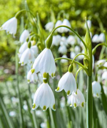 Leucojum