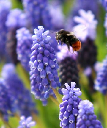 Muscari armeniacum