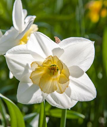 Narcissus Papillon blanc BIO