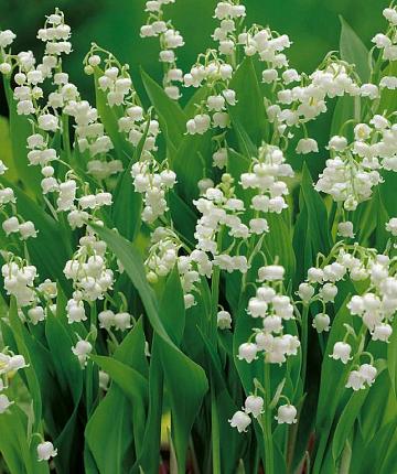 Lelietje van dalen (Convallaria majalis)