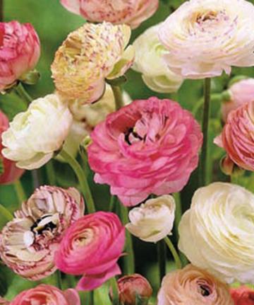 Ranunculus mélange pastel