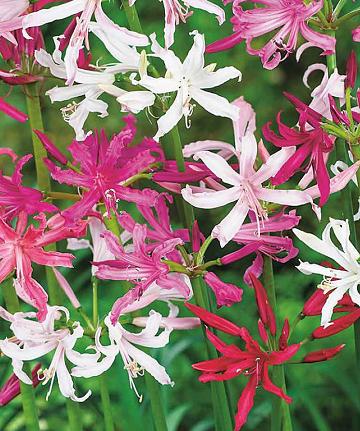 Nerine mix