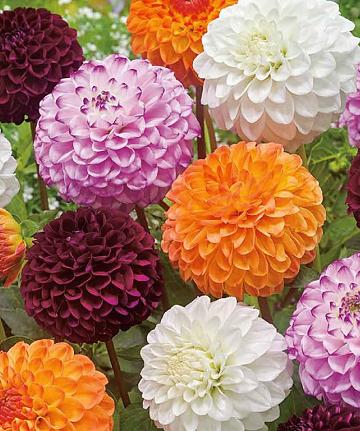 Dahlia pompon mix