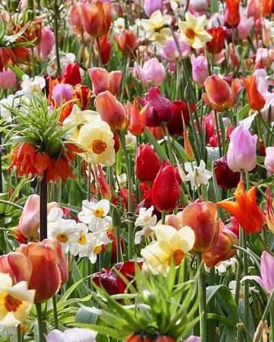 Flower Festival