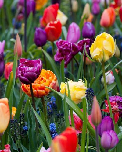 Color Pop