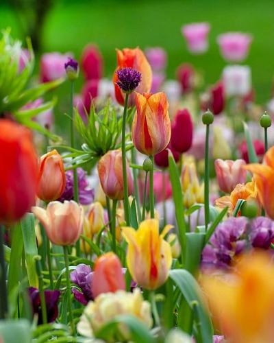 Colorful Carnival