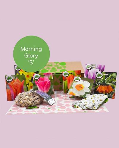 Morning Glory
