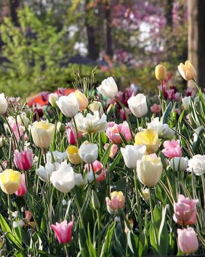 Pastel Garden