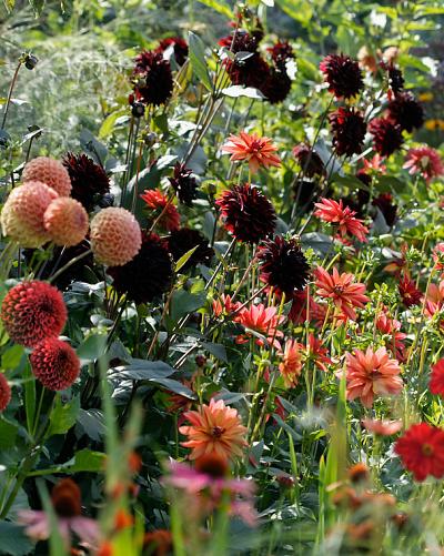 Urban Garden