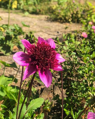 Dahlia Blue Bayou - 5 knollen