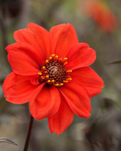 Dahlia Bishop of Llandaff