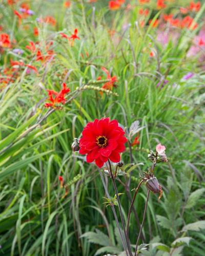 Dahlia Bishop of Llandaff