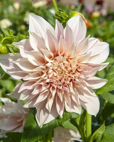 Dahlia Café au Lait 