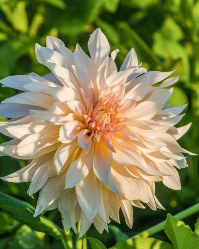 Dahlia café au lait