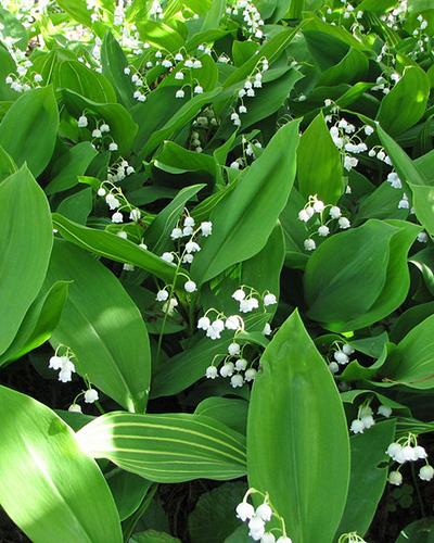 Le muguet (Convallaria majalis) 