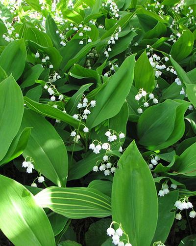 Bevestigen aan Lot draadloos Lelietje van dalen | Bloombol