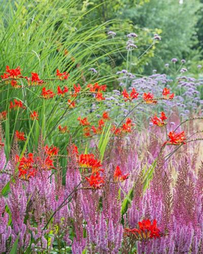 Crocosmia bollen 