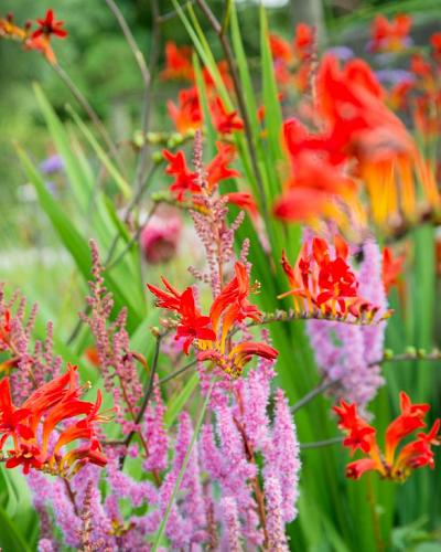 Crocosmia bollen 