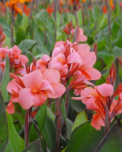 Canna Blumenzwiebeln