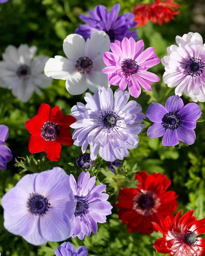 Anemonen bollen mix 