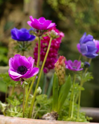Anemonen bollen mix 