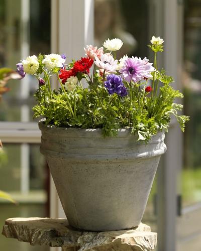 Anemonen bollen mix 