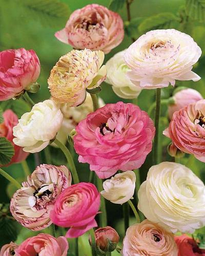 Ranunkel Blumenzwiebeln pastell