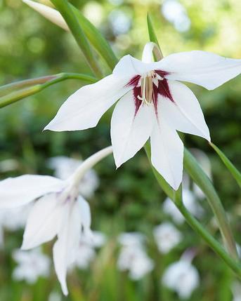 Gladiole callianthus
