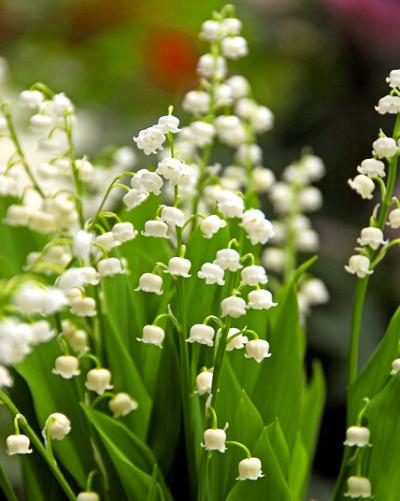Maiglöckchen (Convallaria majalis)