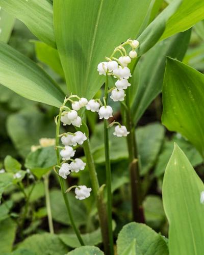 Lily of the valley (Convallaria majalis) 