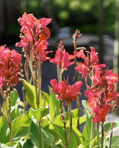 Canna Blumenzwiebeln