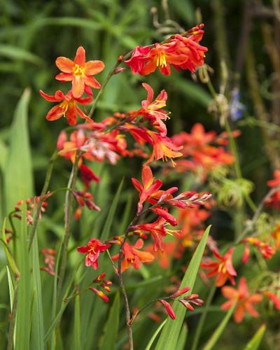Crocosmia bollen 