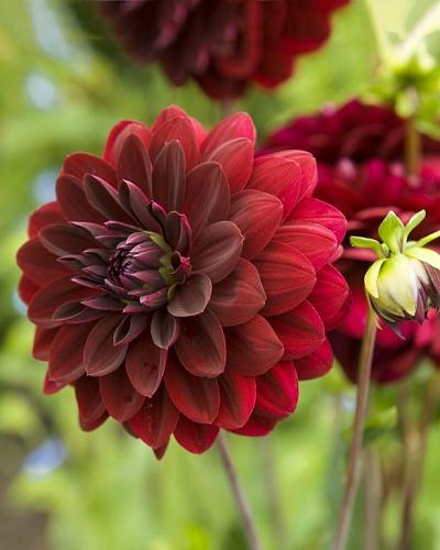 Dahlia Arabian Night