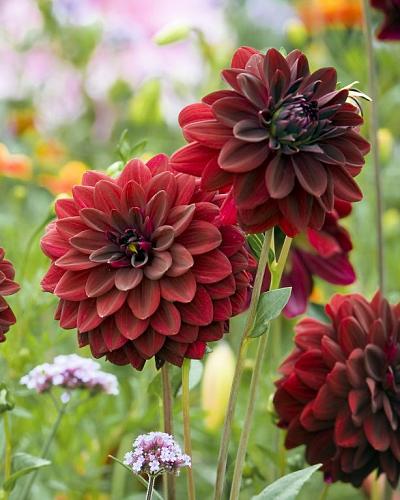 Dahlia Arabian Night
