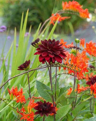 Dahlia Arabian Night