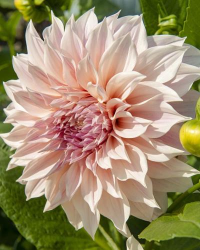 Dahlia café au lait