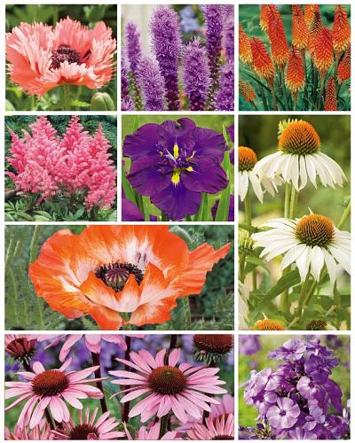 Border package of perennials 