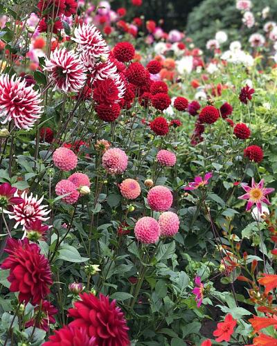 Cottage Flowers