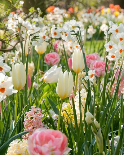 Floral Spring