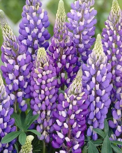 Lupin blue