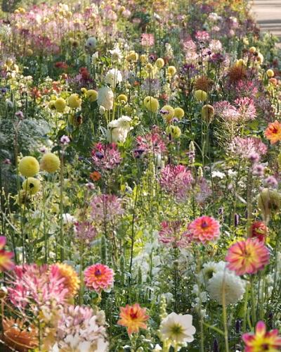 Wild Flora