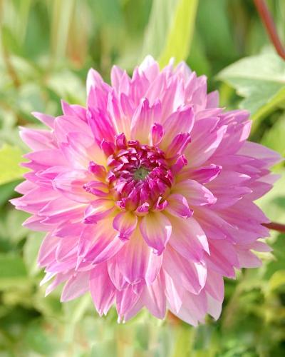 Dahlia Sakura Fubuki