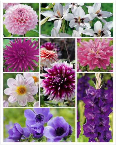 Bulbes d'été violets