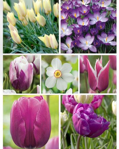 Purple Present XS