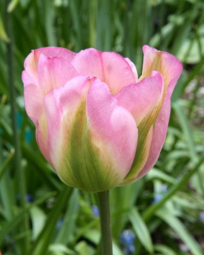 Tulipa Groenland