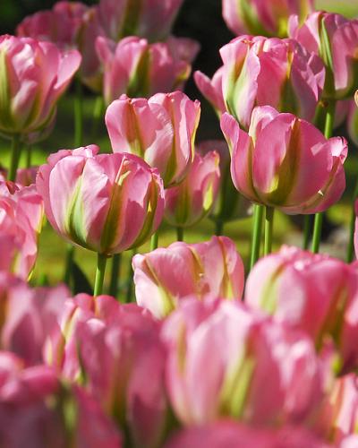 Tulipa Groenland