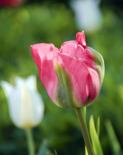 Tulipa Groenland