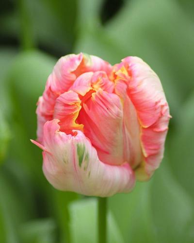 Tulipa Apricot Parrot