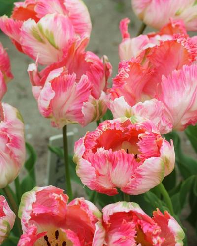 Tulipa Apricot Parrot