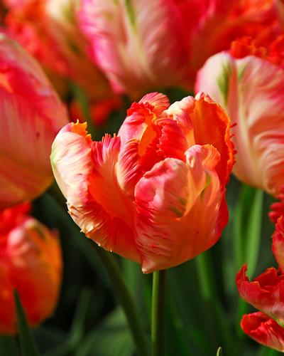 Tulipa Apricot Parrot